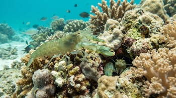 Un camarón pistola transparente sobre corales y otro oculto en un hueco rocoso con peces al fondo en agua clara.