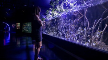 Enturbiar las aguas hace que los peces sean más sociables, según un estudio