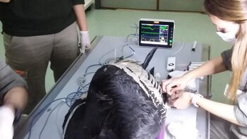 Es fundamental proteger a la