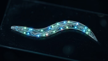 Organismo transparente ondulado en una placa de vidrio oscura, con puntos luminosos azules, verdes y naranjas conectados por líneas