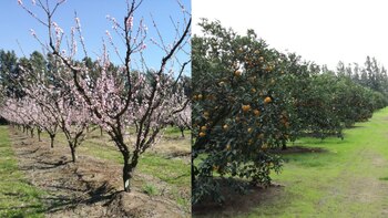 Un reciente estudio de la