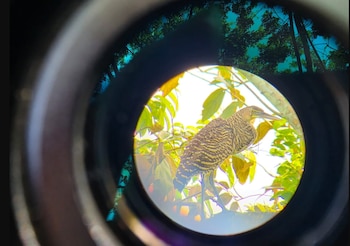 Documentar la diversidad de aves evidencia la riqueza natural de Panamá.