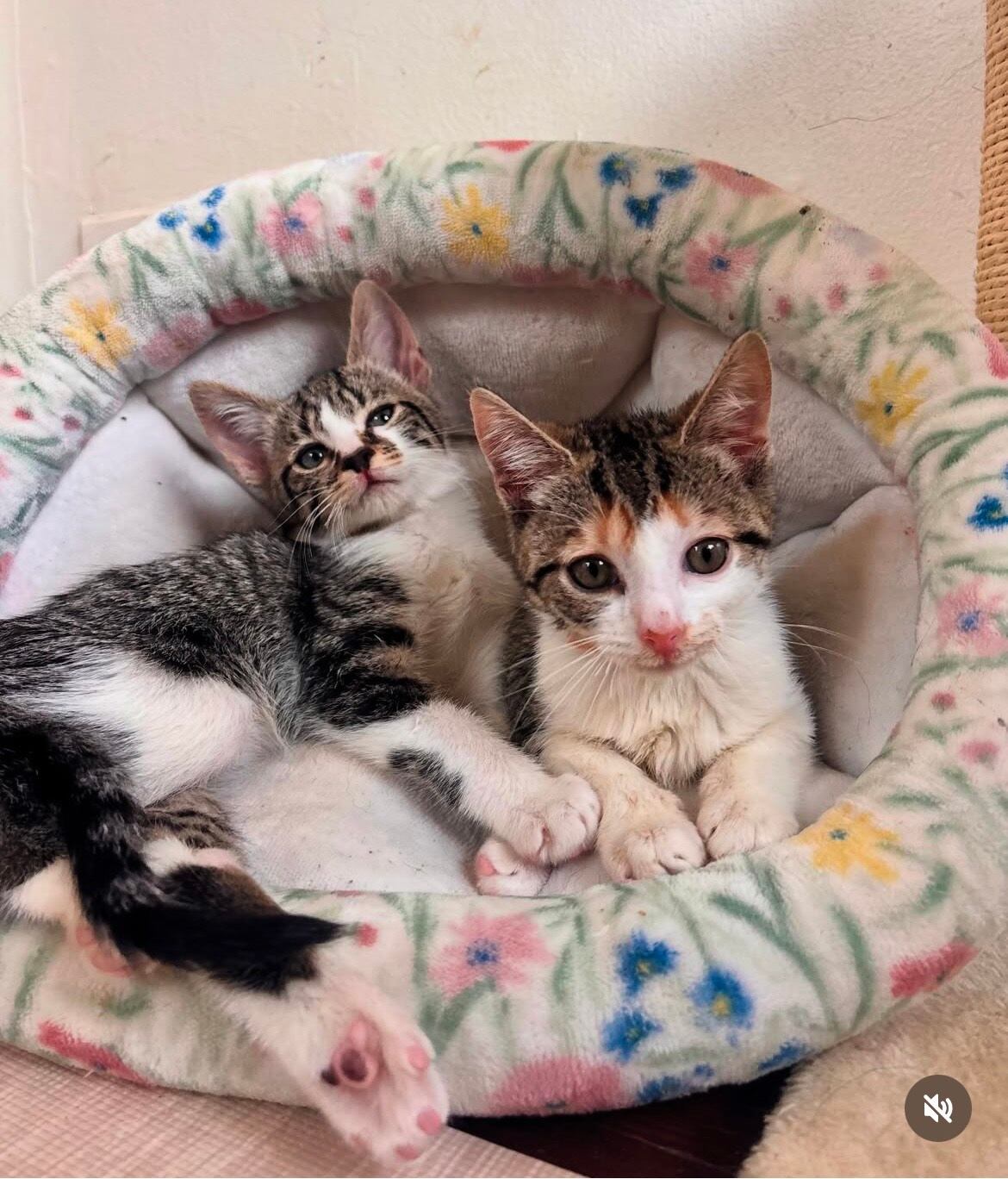 Gracias a la dedicación de Macy y su equipo, los gatitos Sasuke, Naruto y Sakura fortalecieron su cuerpo y espíritu, mostrando personalidades únicas y mayor autonomía. (IG/@riverdale_community_cats)