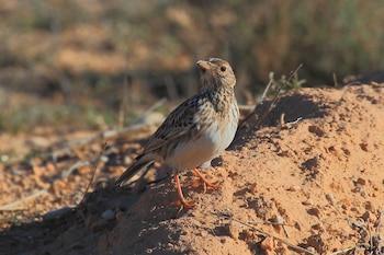 Alondra ricotí. (Carles Pastor/iNaturalist CC BY-SA 4.0)