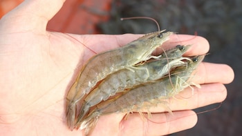 La otra cara del langostino industrial que importa España: manglares destruidos en Ecuador y sufrimiento animal en Indonesia