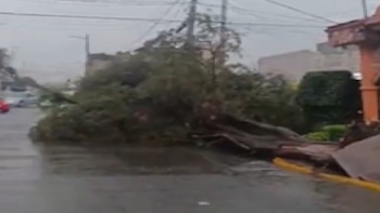 Lluvias y fuertes vientos provocan caída de árboles en Cuautitlán Izcalli: diversas avenidas se vieron afectadas por inundaciones