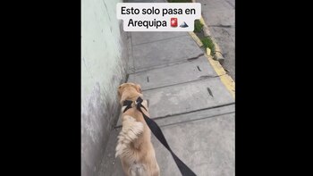 El vídeo de un toro