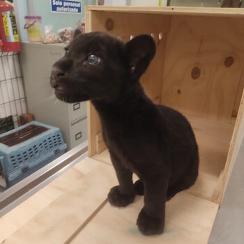 La Profepa identificó que el