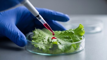 Una mano con guante azul aplica una gota de líquido rojo con una micropipeta sobre una hoja de lechuga en una placa de Petri.