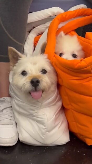 La normativa de la MTA