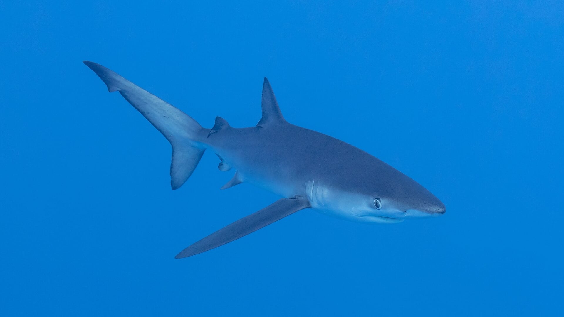 La UE recorta exportaciones de aleta de tiburón, pero el negocio sigue golpeando a una especie en riesgo