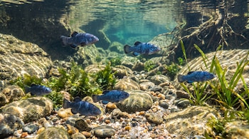 Seis peces Cyprinodon diabolis de color azul oscuro nadan bajo el agua. Se ven rocas, arena, raíces de árboles y plantas acuáticas en el fondo.