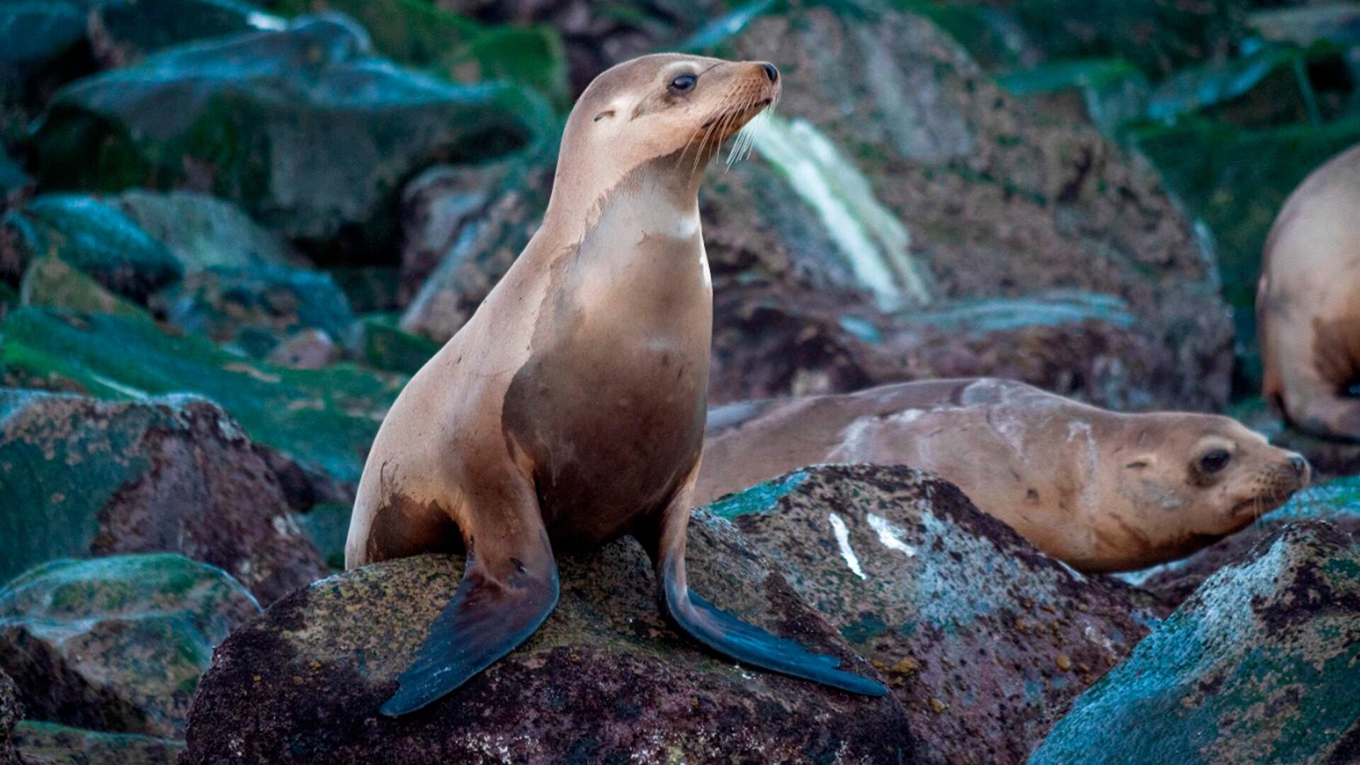 Tres lobos marinos fueron liberados de redes abandonadas en el Golfo de California (Profepa)