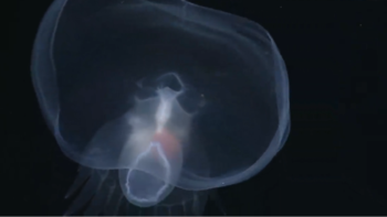 El científico Bruce Robison y