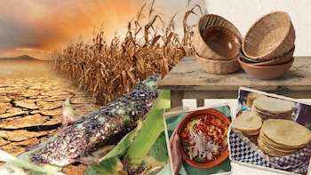 Una vida sin tortillas ni pozole: cambio climático favorecería expansión de plaga contra el maíz, advierten especialistas