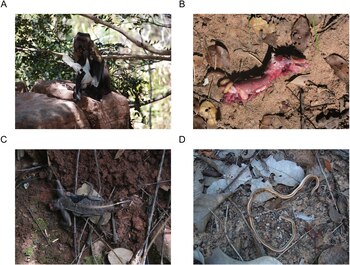 Cuatro fotografías con un mono capuchino sosteniendo un ave, los restos de un mamífero en la tierra, un lagarto y una serpiente