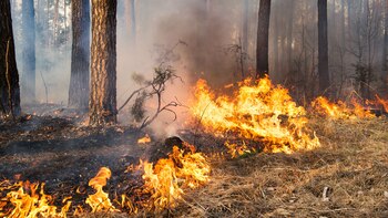 Focos de incendios en Brasil, Paraguay y Bolivia generan humo que llega hasta la Argentina esta semana
(Getty)