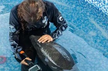 El animal fue trasladado al