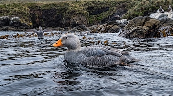 Un pato gris con pico naranja nada en el agua de una costa rocosa con algas y otras aves al fondo.