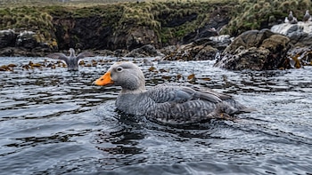 Cómo un gruñido áspero permitió identificar una nueva especie de pato en el sur de Chile