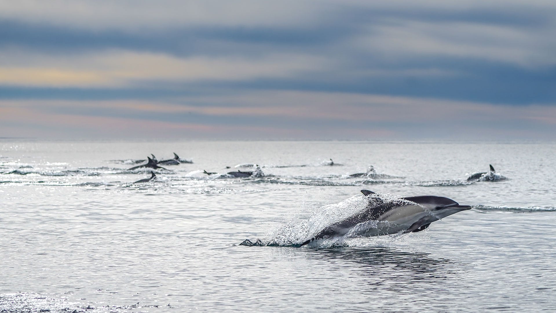 Una manada de delfines comunes se despliega en un mar calmo y plateado.Especie: Delfín Común (Delphinus delphis) (Foto: Mailén Palma)