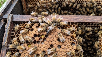 Una abeja reina con el abdomen alargado se desplaza sobre un panal lleno de celdas rodeada de abejas obreras.