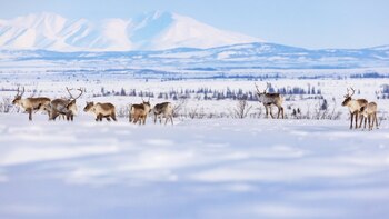 Alerta permafrost: por qué su