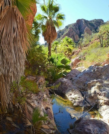 Primer plano de un arroyo con agua cristalina entre rocas en un cañón, con palmeras, vegetación verde, cactáceas y montañas de fondo bajo cielo azul