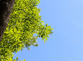 El fresno funciona como auxiliar