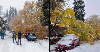 Se registraron árboles y ramas