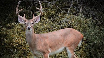Descubren que los venados cola