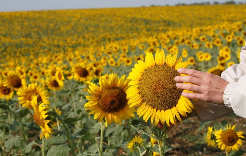 Según las proyecciones del USDA, la producción mundial de girasol experimentaría este año, un crecimiento del 15,4% (REUTERS/Ilya Naymushin)
