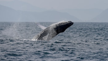 Crece la demanda de excursiones tras los avistamientos de ballenas jorobadas en Río de Janeiro