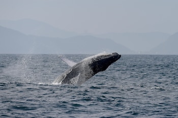 Una ballena jorobada salta fuera del agua frente a la costa de Río de Janeiro, Brasil, el martes 30 de junio de 2026 (Foto AP/Dhavid Normando)