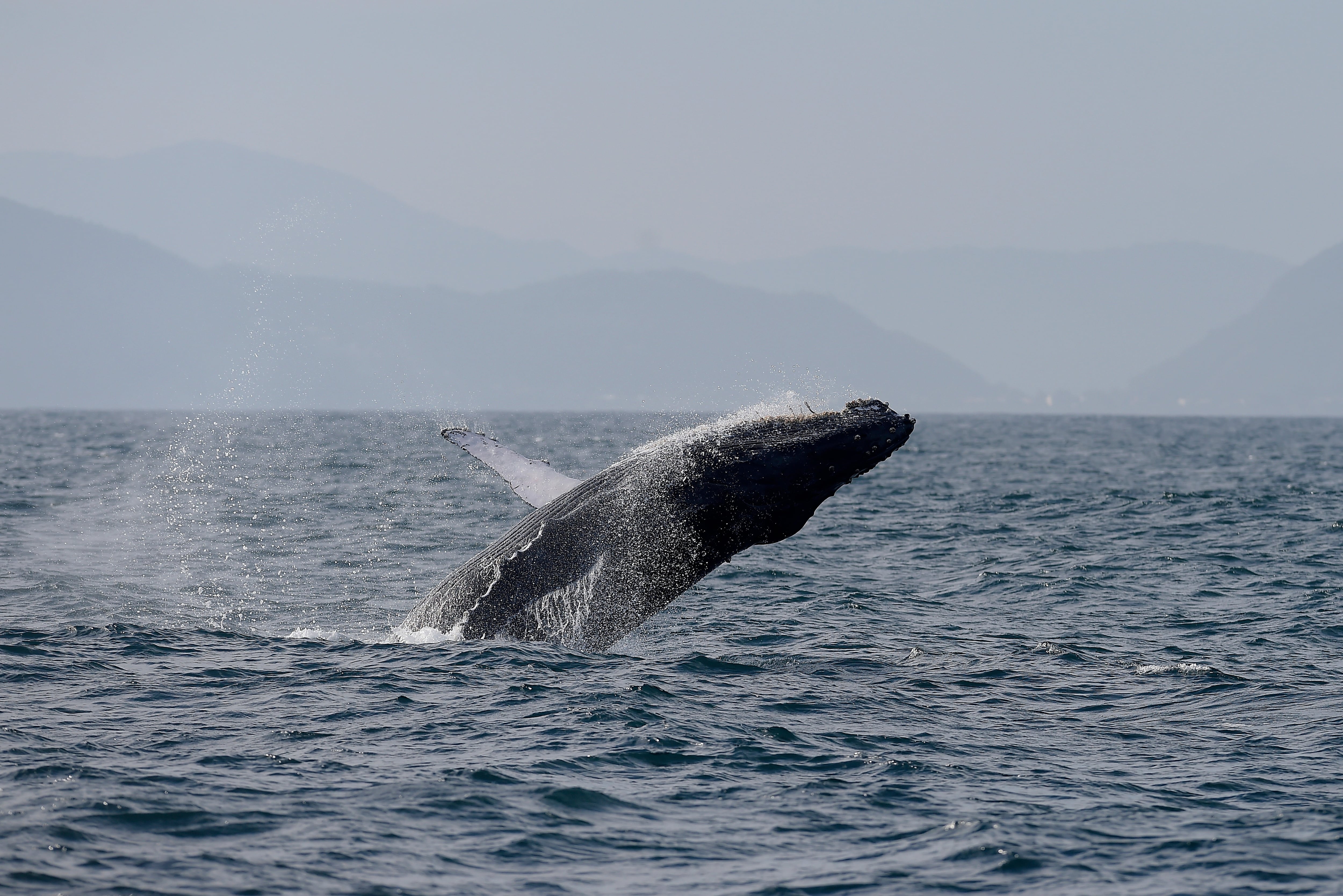 Una ballena jorobada salta fuera del agua frente a la costa de Río de Janeiro, Brasil, el martes 30 de junio de 2026 (Foto AP/Dhavid Normando)