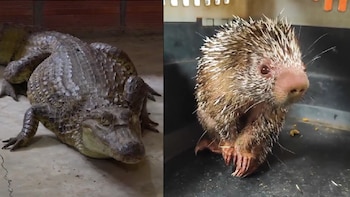 Lagarto blanco y puercoespín deambulaban
