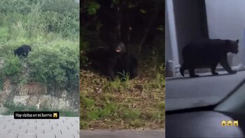 Un oso negro apareció en