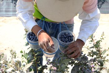 Un empleado recoge arándanos en