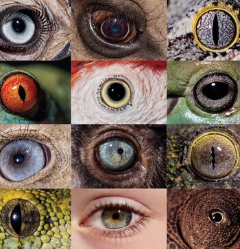 Tiene como objetivo diseñar la