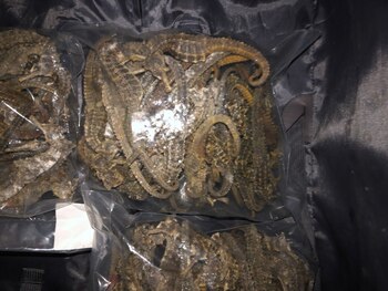 Hipocampos en fundas plásticas (Foto: