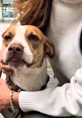 El proceso de adopción responsable