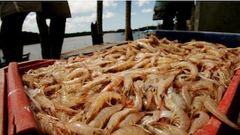 La industria acuícola hondureña consolida expansión hacia el mercado de República Dominicana