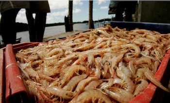 La industria acuícola hondureña se expande hacia el Caribe con la llegada de inversionistas extranjeros interesados en el mercado de República Dominicana. (Cortesía: Revista Estrategia y Negocios)