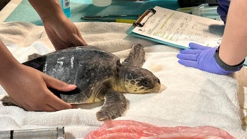 Rescatan 35 tortugas en peligro