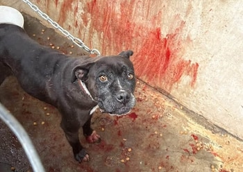 En las imágenes compartidas se ven las malas condiciones en las que se encuentran los animales. (Facebook)