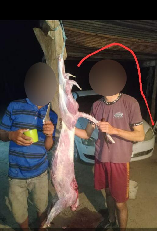 Durante el allanamiento secuestraron carne y el cuero del animal junto con cinco balines de plomo