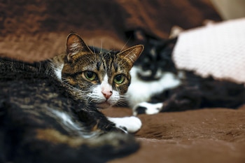 Los productos de limpieza pueden afectar a la salud de los gatos. (Efe)