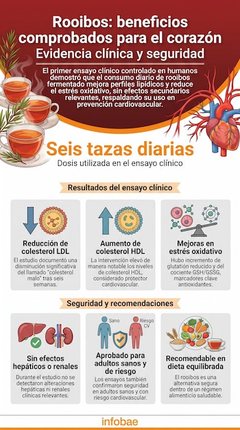 Infografía muestra tazas de té rooibos, corazón, gráficos de beneficios en colesterol y estrés oxidativo, órganos, figura humana, plato de comida y texto informativo.