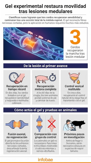 Infografía sobre gel experimental para lesiones medulares. Muestra nervios, cerdos, íconos de tiempo, vejiga, neuronas, científicos y un microscopio