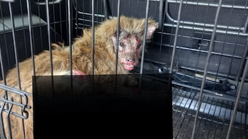 El terrible caso de Pollito, el perro que sobrevivió a un maltrato animal extremo (Twitter MundoPatitas)